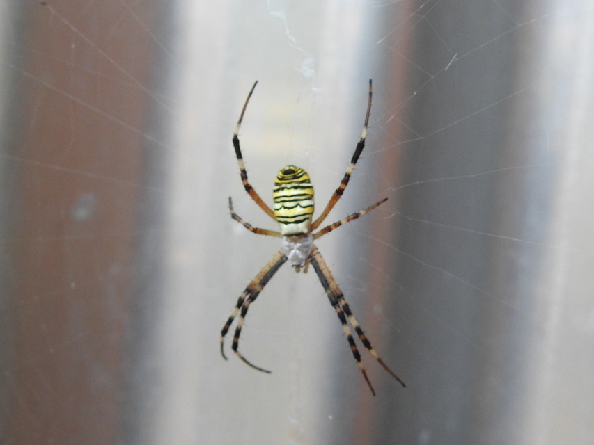 Argiope bruennichi - darázspók