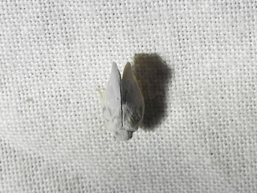 Metcalfa pruinosa - amerikai lepkekabóca
