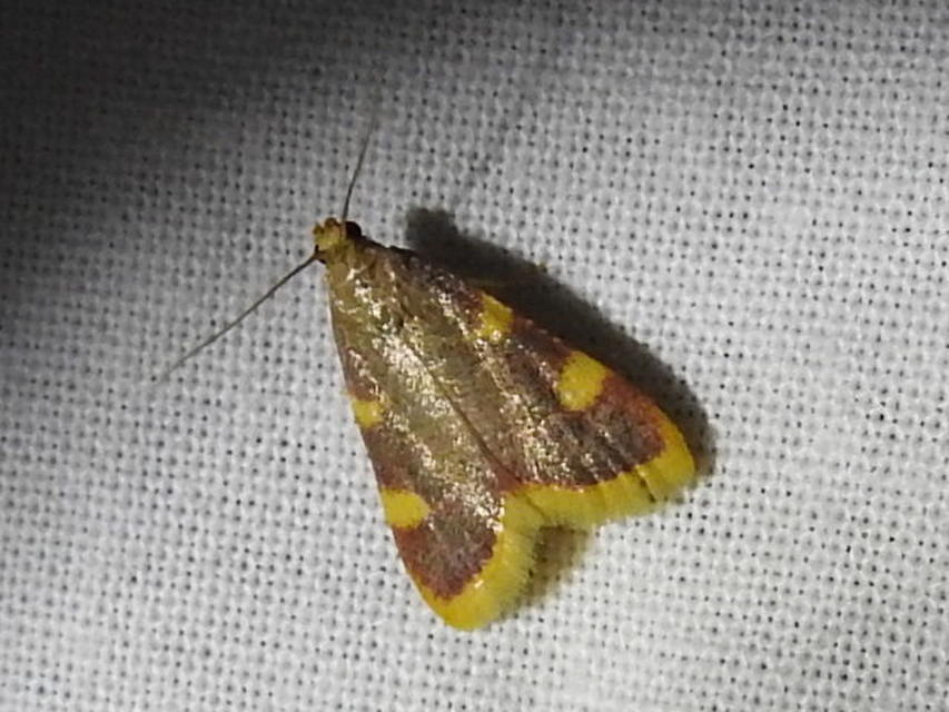 Hypsopygia costalis - szénailonca