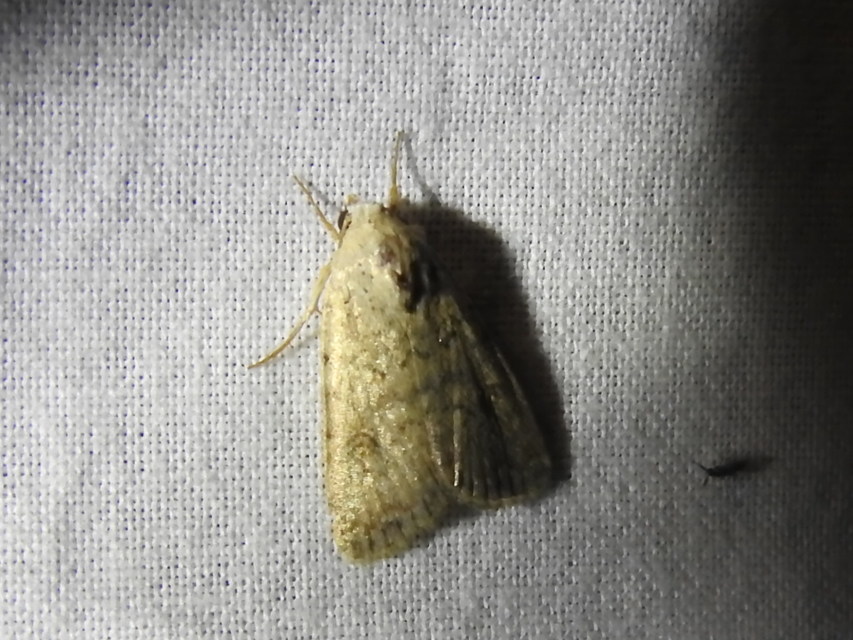 Paradrina clavipalpis - közönséges selymesbagoly