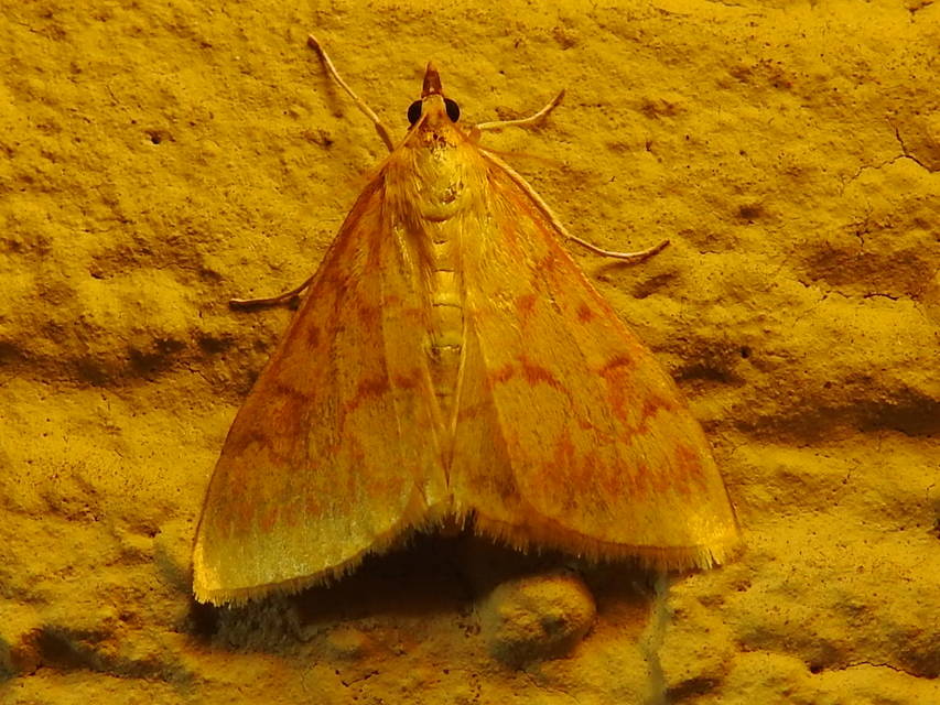 Ostrinia nubilalis - kukoricamoly