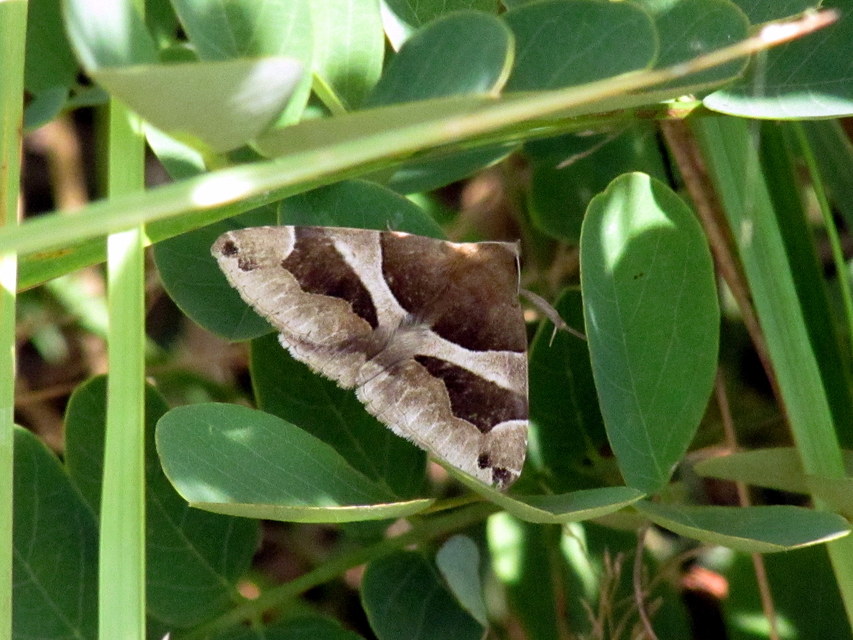 Dysgonia algira - déli porcelánbagoly