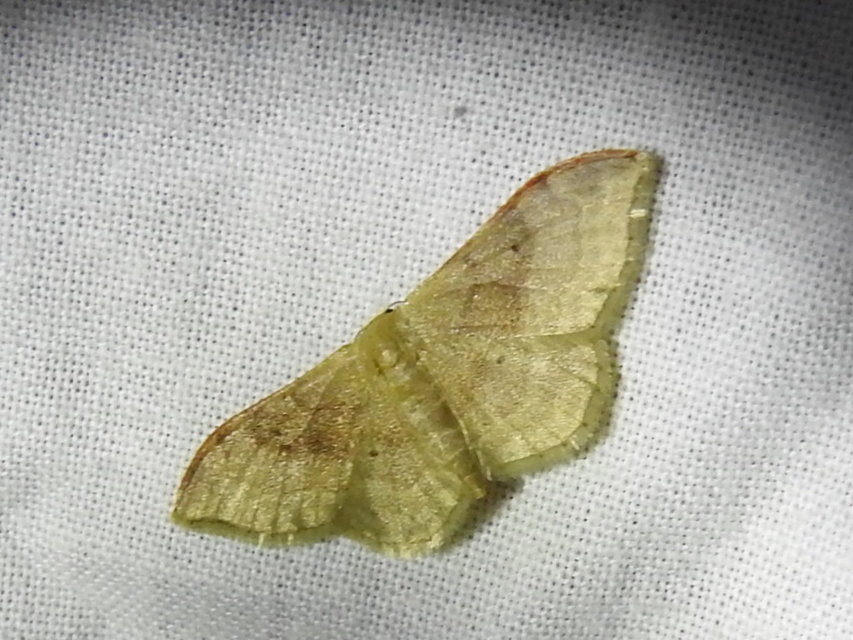 Idaea degeneraria - barnasávos araszoló