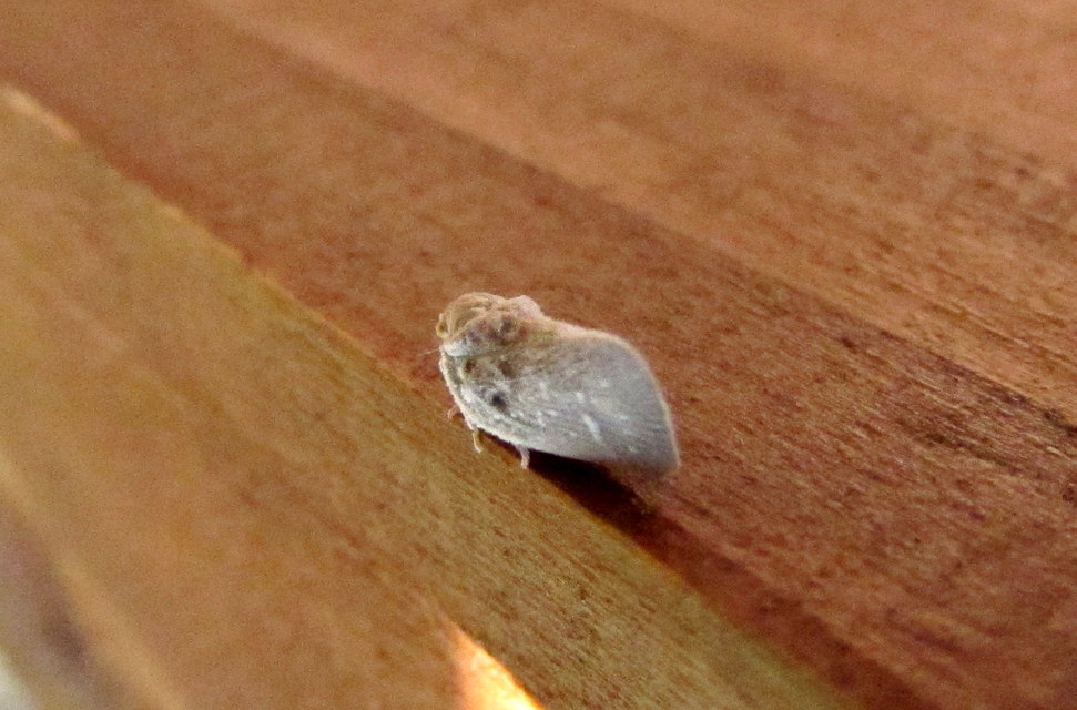 Metcalfa pruinosa - amerikai lepkekabóca