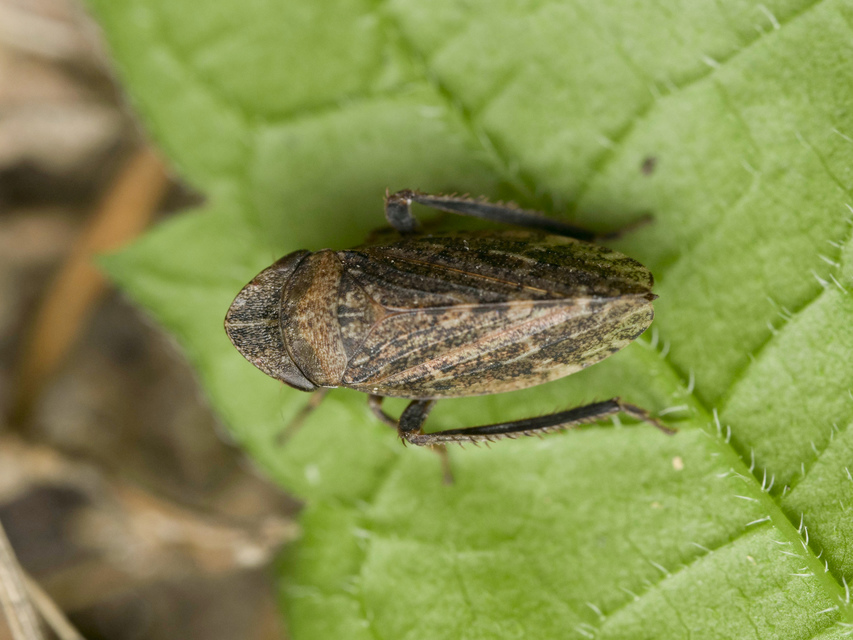 Aphrodes