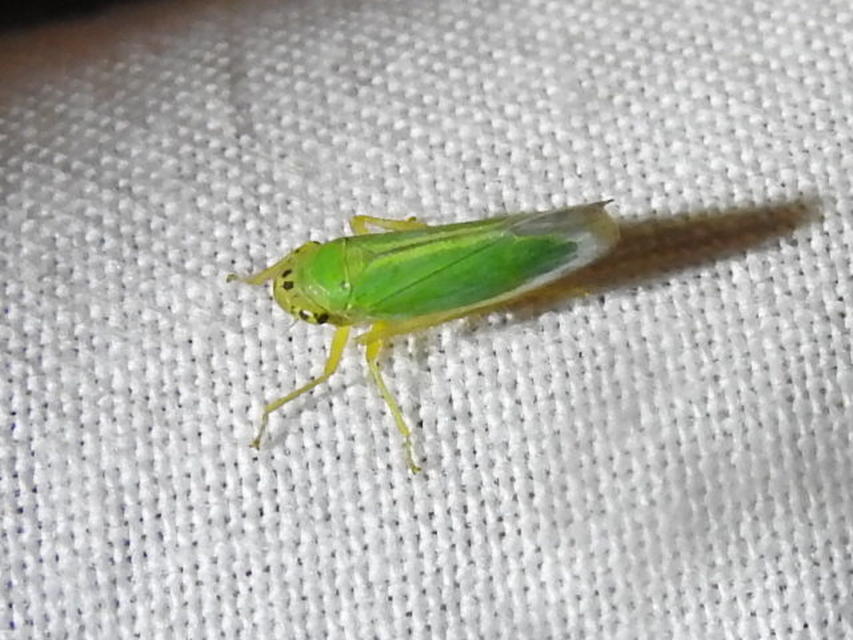 Cicadella viridis - méregzöld kabóca