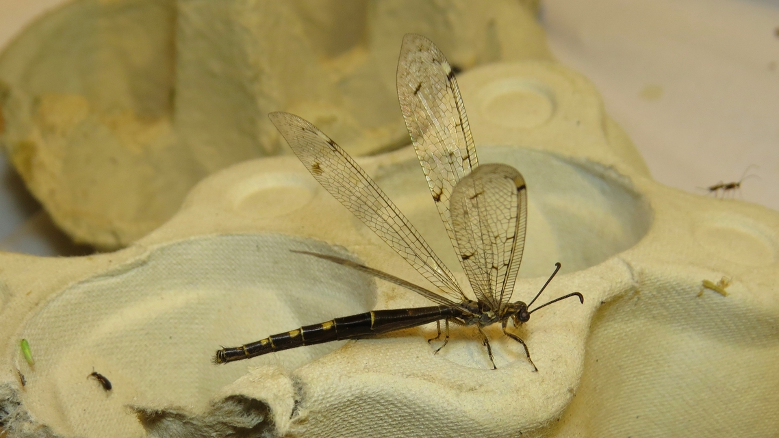 Distoleon tetragrammicus - négyfoltos hangyaleső