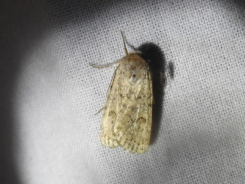 Paradrina clavipalpis - közönséges selymesbagoly