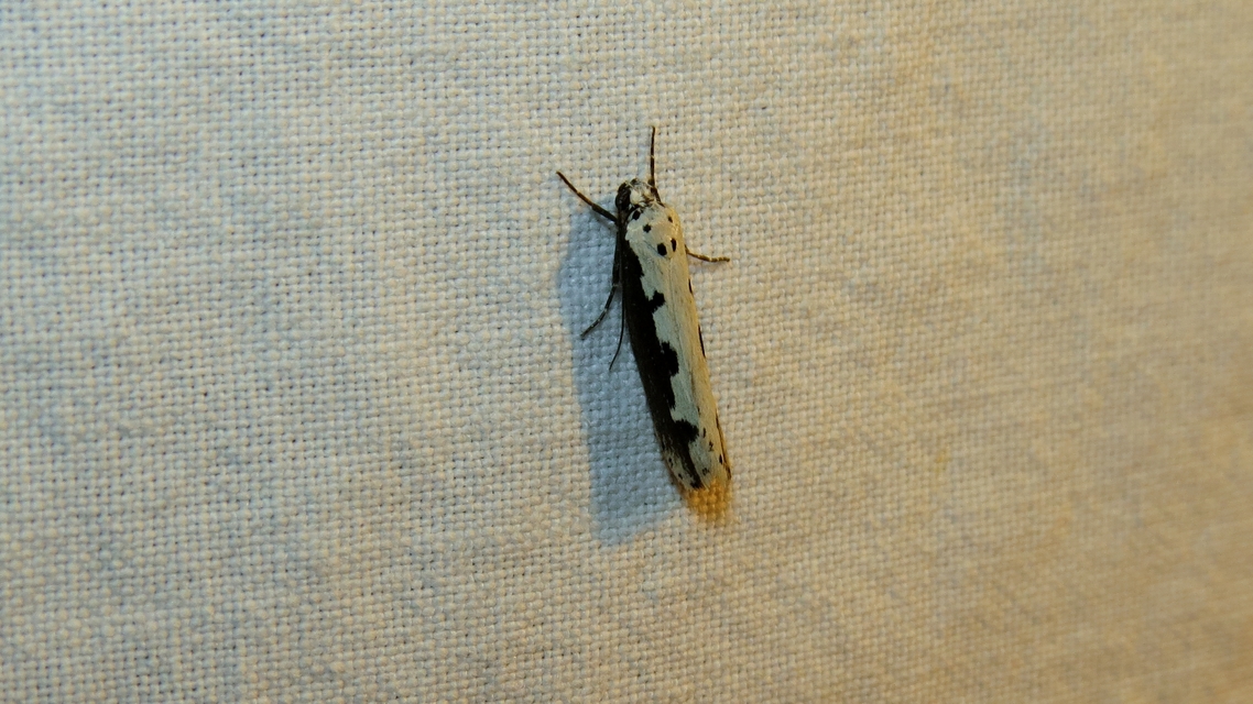 Ethmia bipunctella - kétpettyes feketemoly