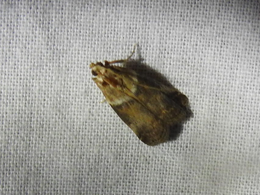 Acrobasis tumidana - bordás karcsúmoly