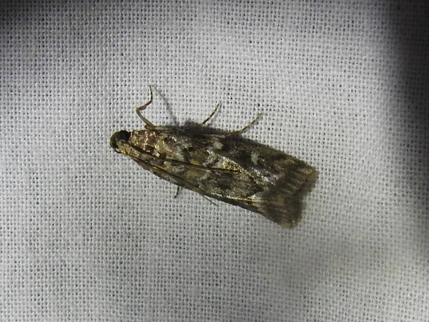 Dioryctria