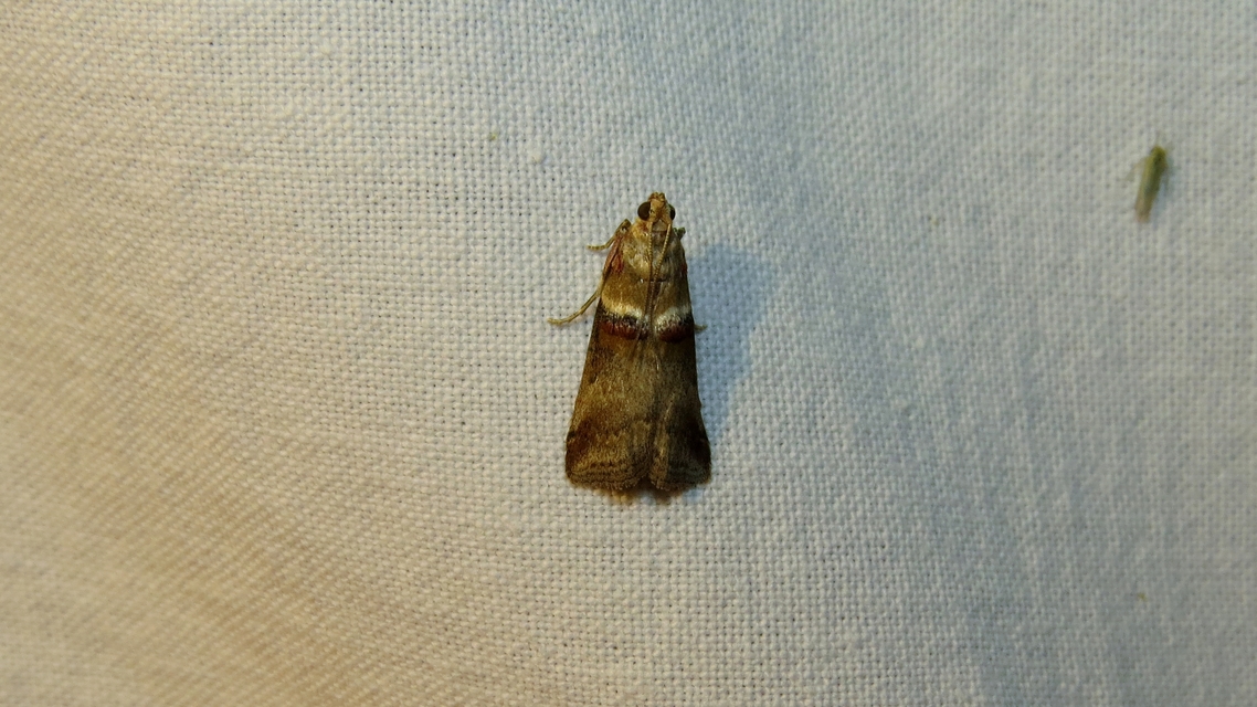 Acrobasis tumidana - bordás karcsúmoly