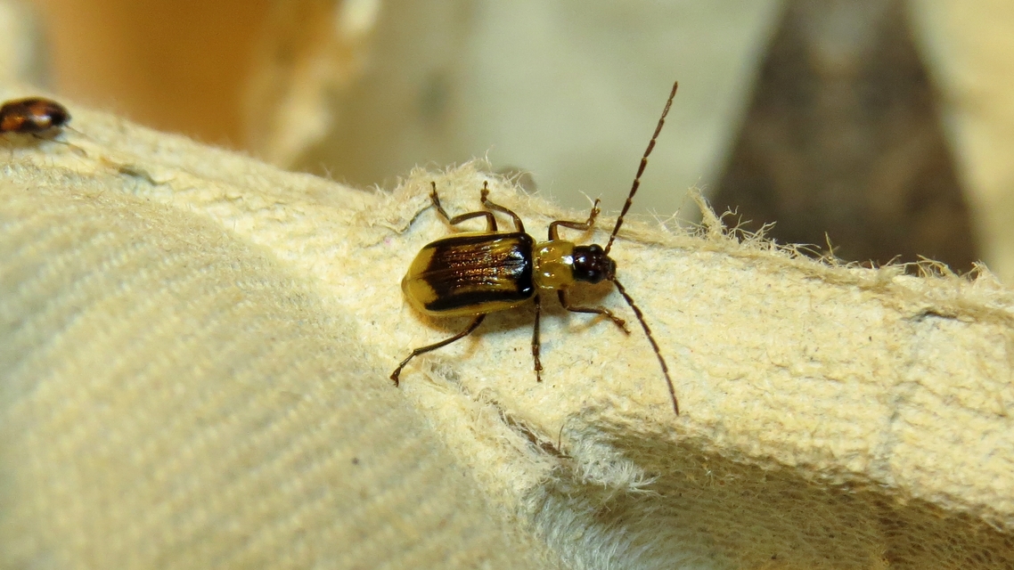 Diabrotica virgifera - amerikai kukoricabogár