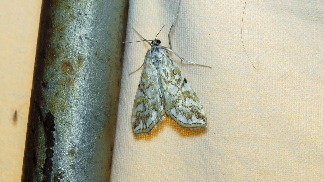 Elophila nymphaeata - tarka vízimoly