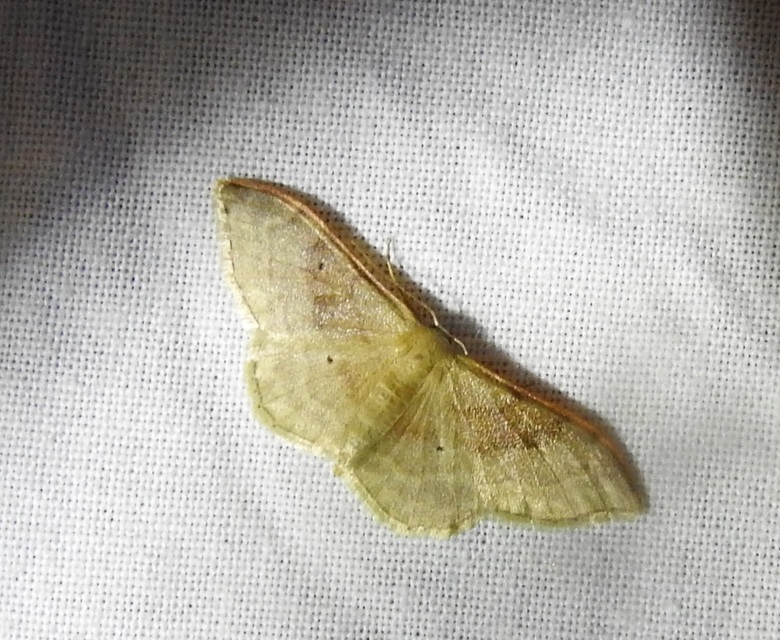 Idaea degeneraria - barnasávos araszoló