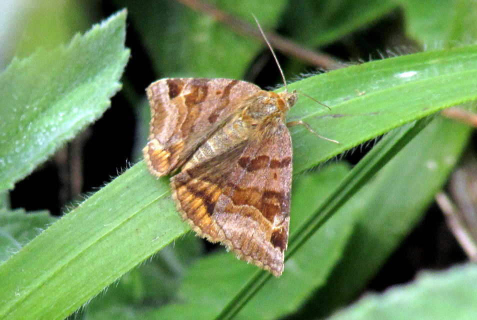 Euclidia glyphica - közönséges nappalibagoly