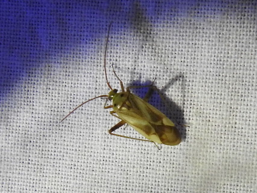 Adelphocoris lineolatus - lucernapoloska