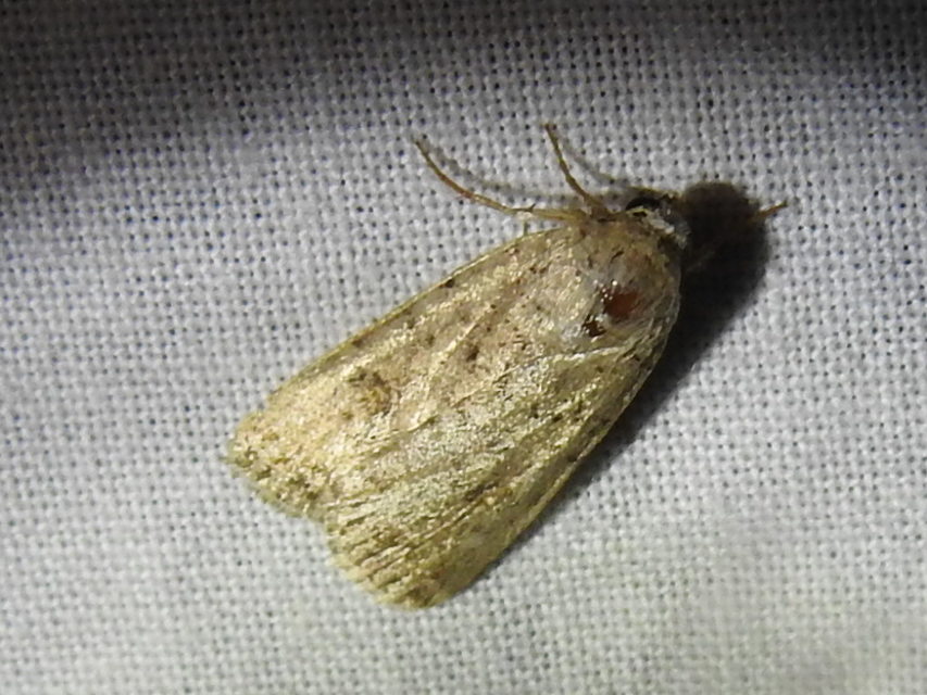 Paradrina clavipalpis - közönséges selymesbagoly