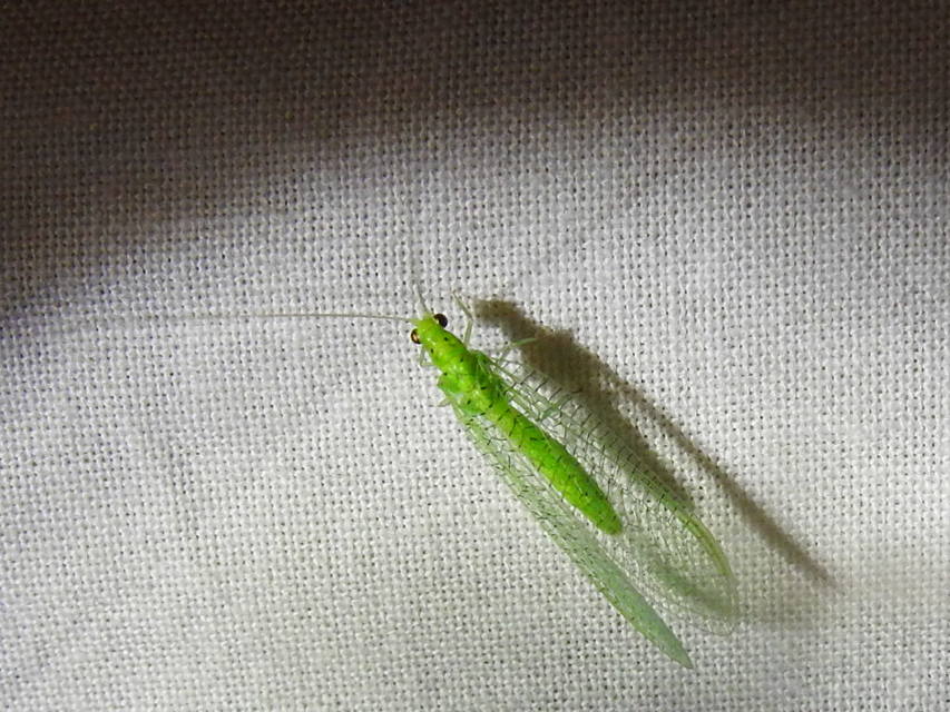 Chrysopidae - zöldfátyolkák