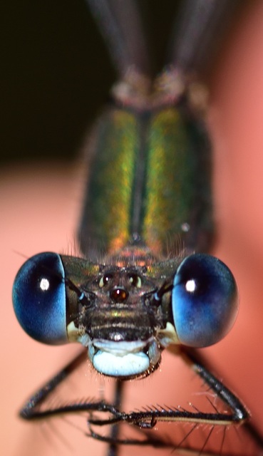 Chalcolestes viridis/parvidens