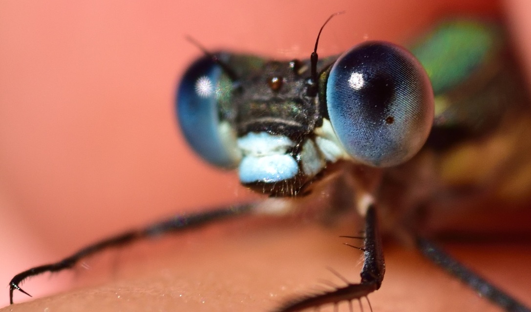 Chalcolestes viridis - nyugati zöld-rablószitakötő