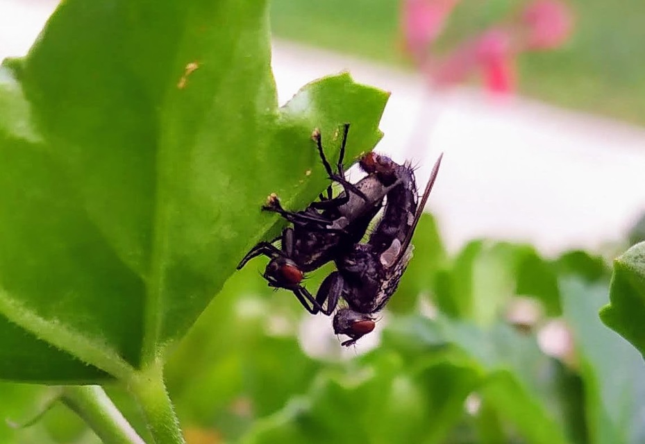 Sarcophagidae - húslégyfélék