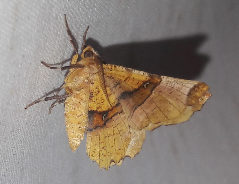 Selenia lunularia - egyfoltos holdasaraszoló