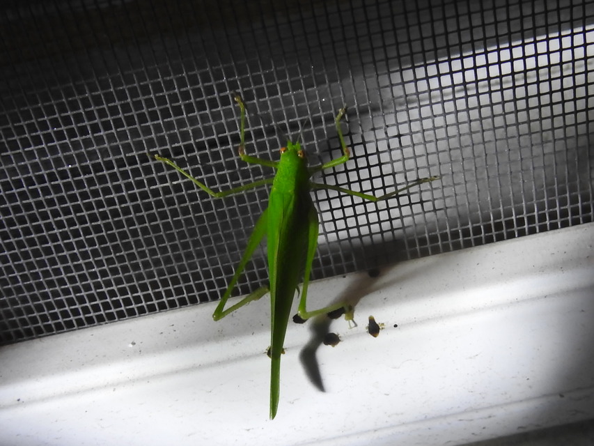 Phaneroptera