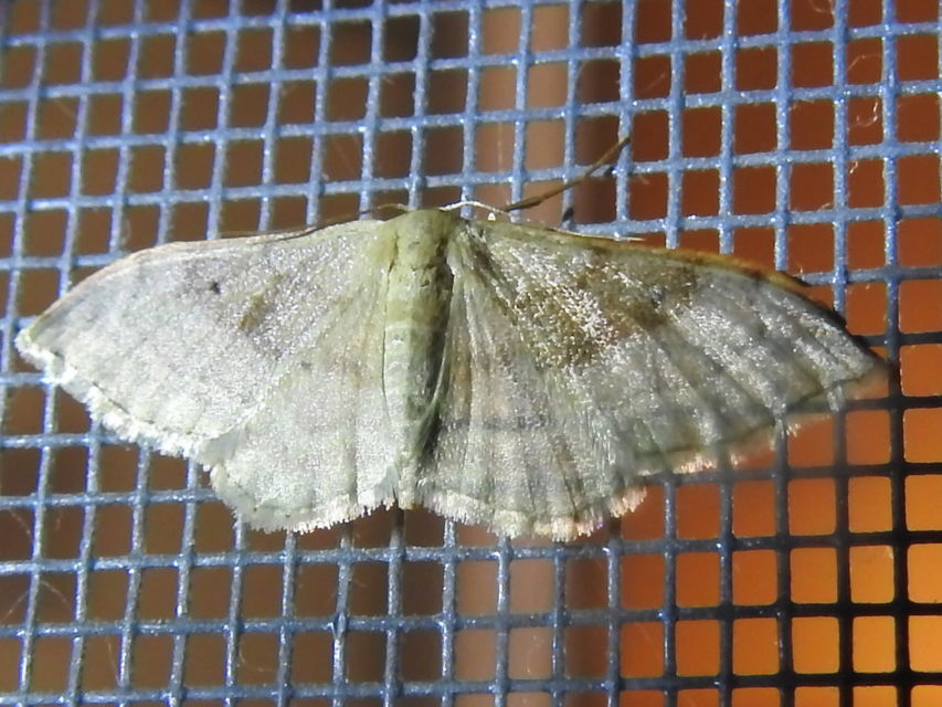 Idaea degeneraria - barnasávos araszoló