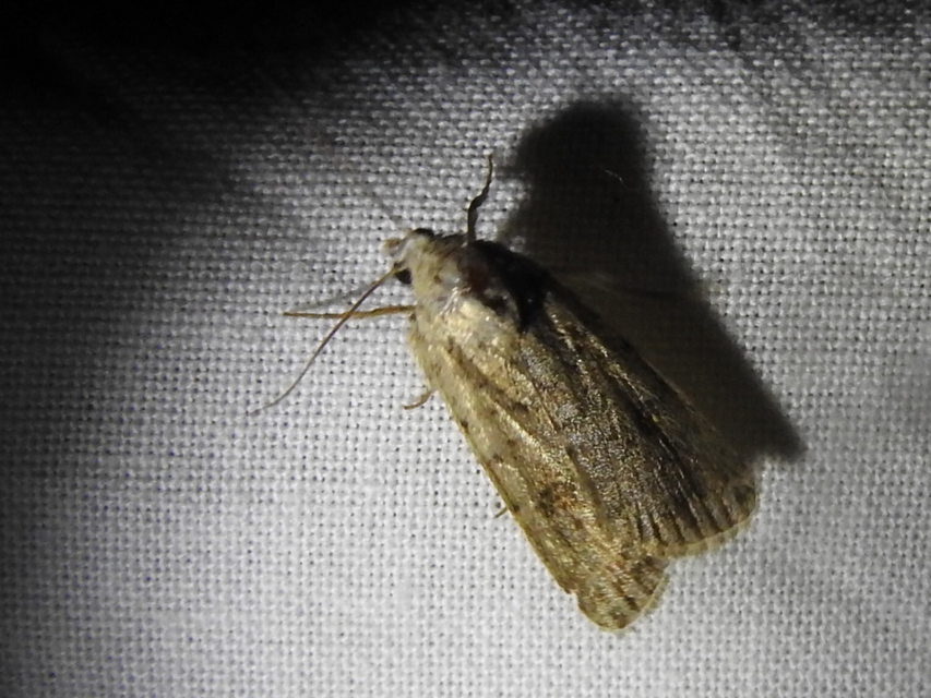 Paradrina clavipalpis - közönséges selymesbagoly