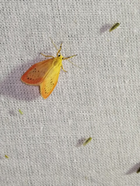 Miltochrista miniata - piros medvelepke