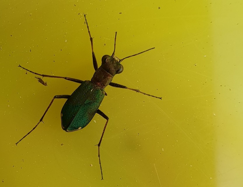 Cylindera germanica - parlagi homokfutrinka