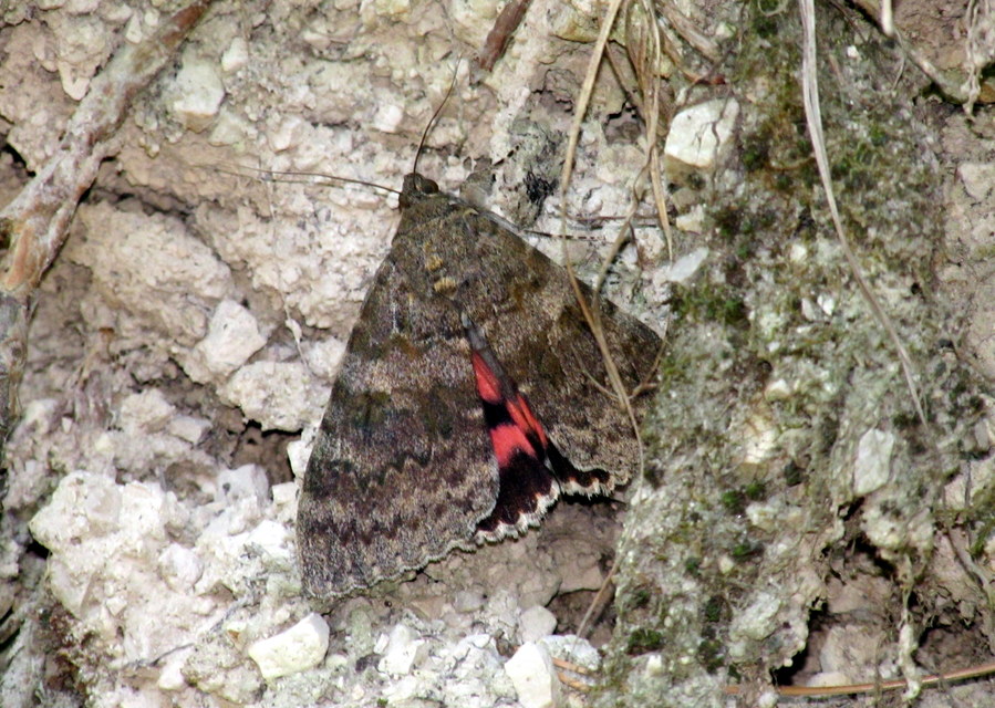 Catocala elocata - közönséges övesbagoly