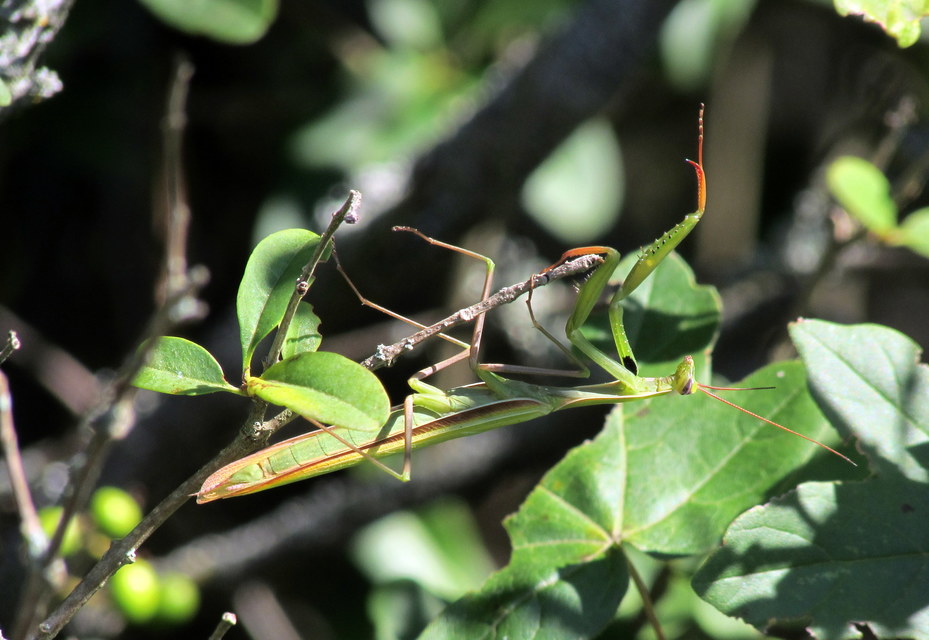 Mantis religiosa - imádkozósáska