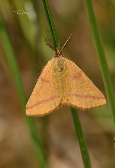 Lythria purpuraria - bíborsávos araszoló