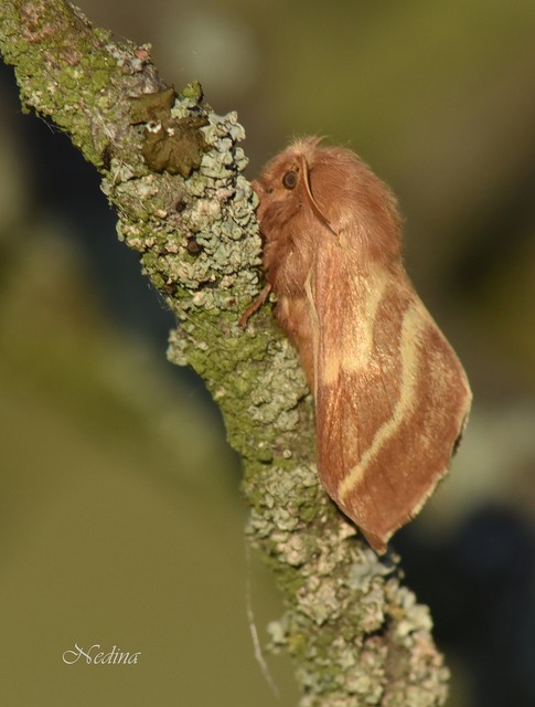 Malacosoma castrensis - kutyatejszövő