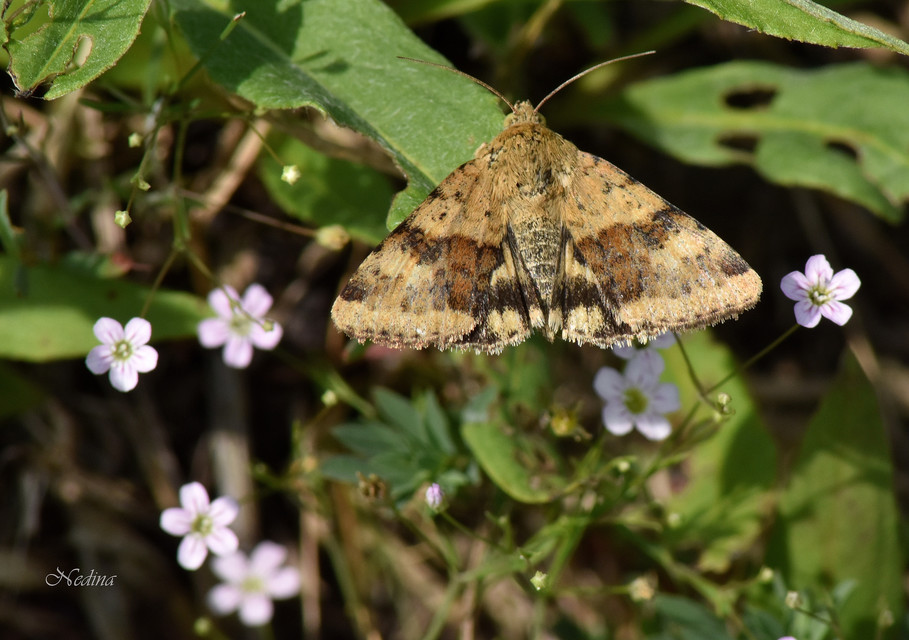Heliothis viriplaca - mácsonyabagoly