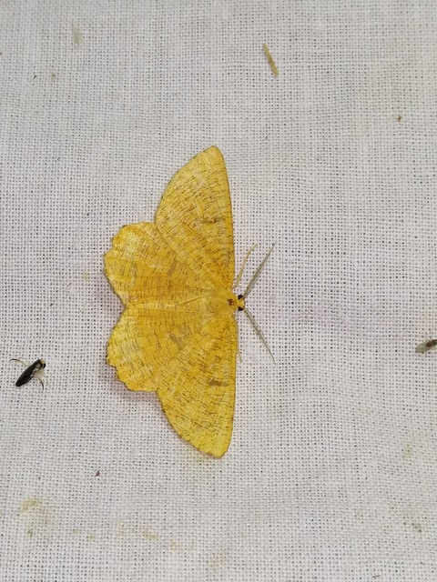 Angerona prunaria - sárga kökényaraszoló