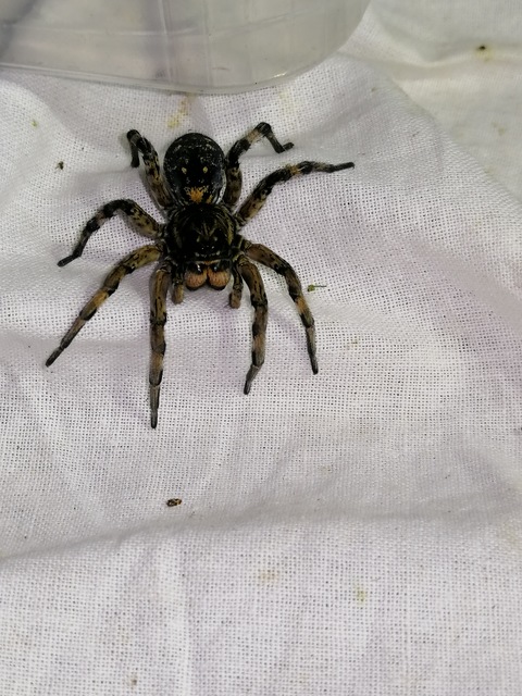 Geolycosa vultuosa - pokoli cselőpók