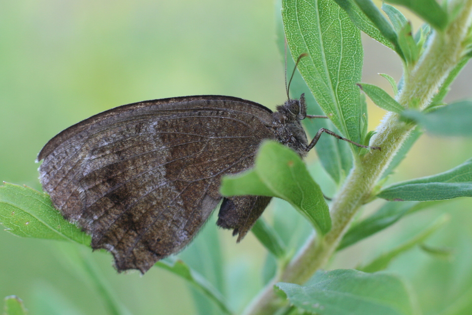 Minois dryas - fekete szemeslepke