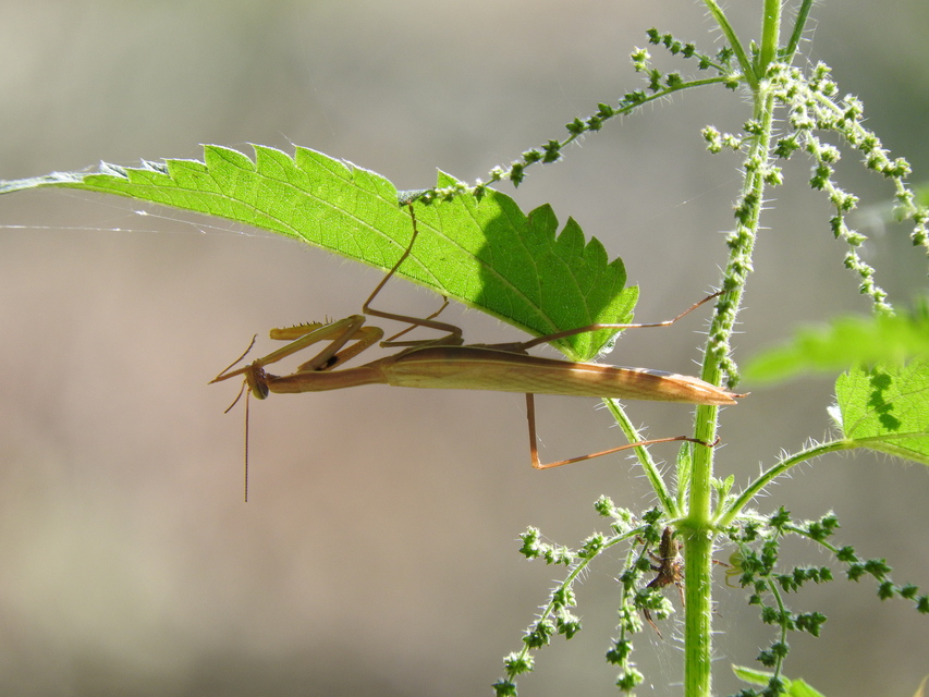Mantis religiosa - imádkozósáska