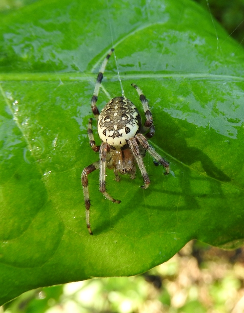Araneus marmoreus - márványos keresztespók