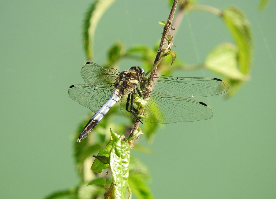 Orthetrum albistylum - fehérfarkú pásztorszitakötő
