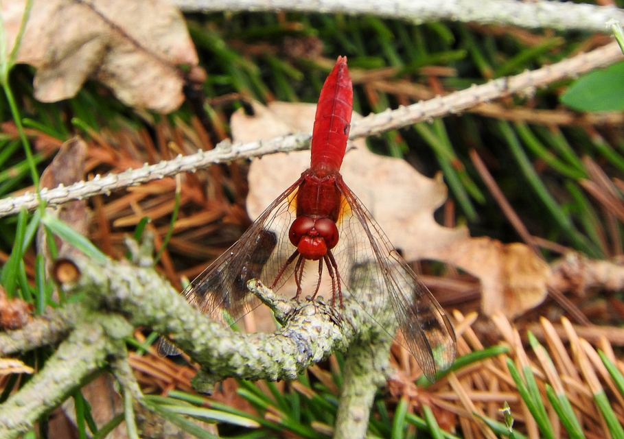 Crocothemis erythraea - skarlát szitakötő