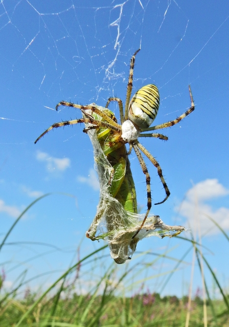 Argiope bruennichi - darázspók