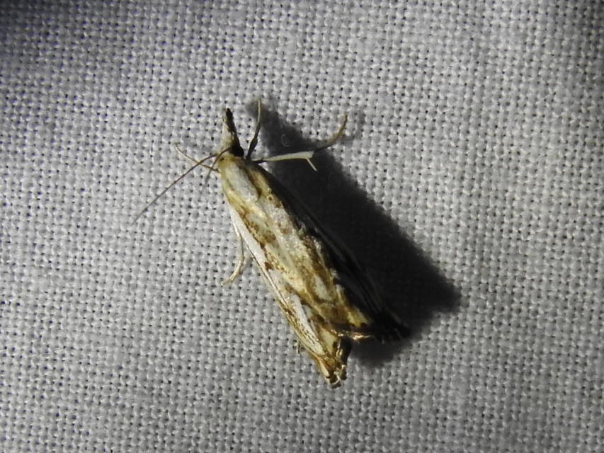 Catoptria falsella - hálós fűgyökérmoly
