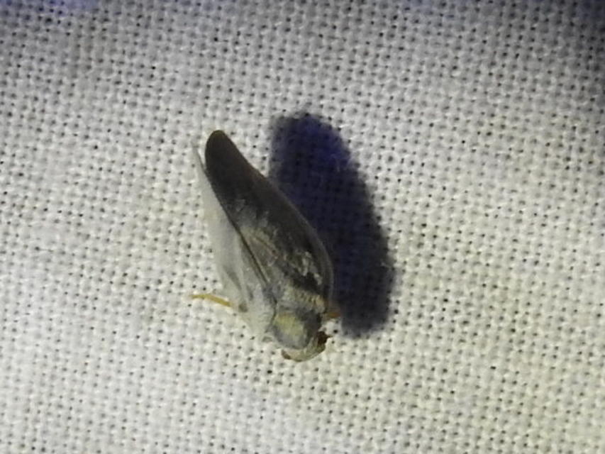 Metcalfa pruinosa - amerikai lepkekabóca