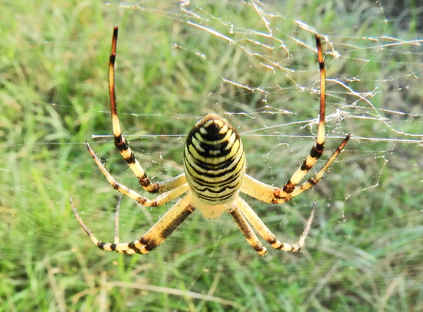 Argiope bruennichi - darázspók