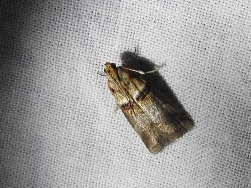 Acrobasis tumidana - bordás karcsúmoly