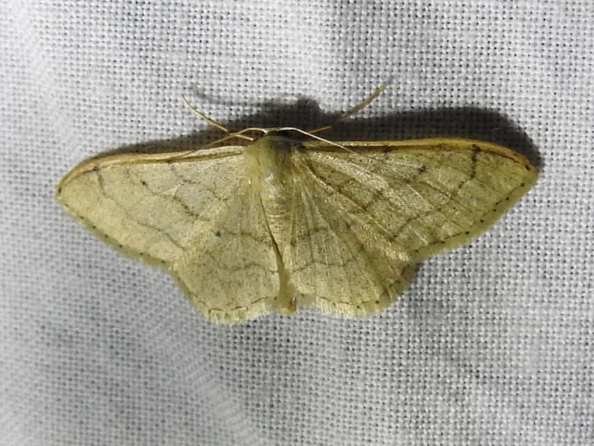 Idaea deversaria - egyszínű sávosaraszoló